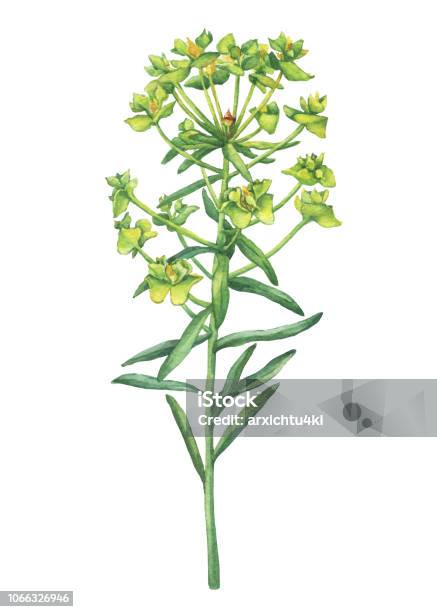 Fresh Euphorbia Esula With Lime Green Flowers Watercolor Hand Drawn Painting Illustration Isolated On A White Background Stock Illustration - Download Image Now