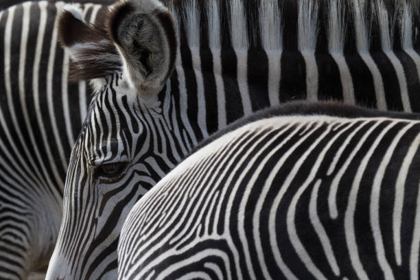 istock Head of a zebra between other zebras 1066328444
