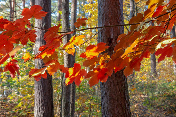 istock bright autumn foliage of trees 1066328822