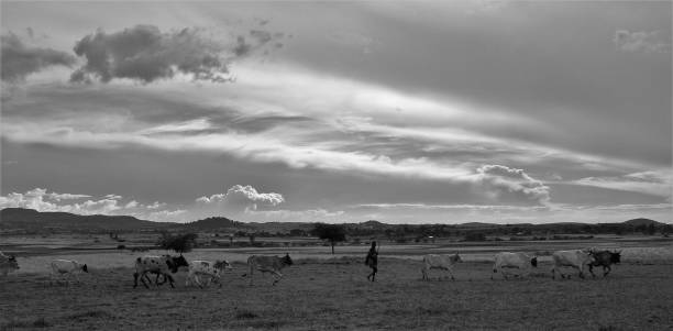 istock Ethiopian rural scene, herder with cattle 1066330418