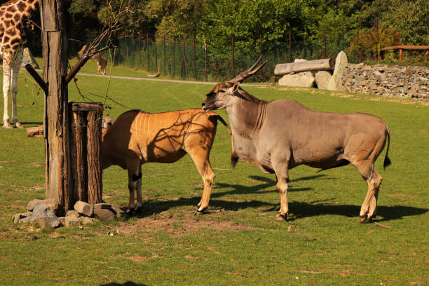 istock A mating between Common elands. Two common eland walking behind each other. Mae trying mating with female in the park in the Africa 1066336094