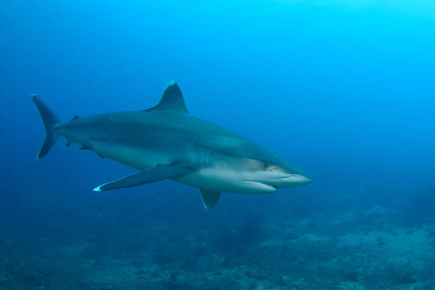 istock Silvertip Shark, Beqa Lagoon, Fiji 1066336238
