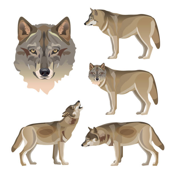 ilustrações de stock, clip art, desenhos animados e ícones de set of vector gray wolves - lobo