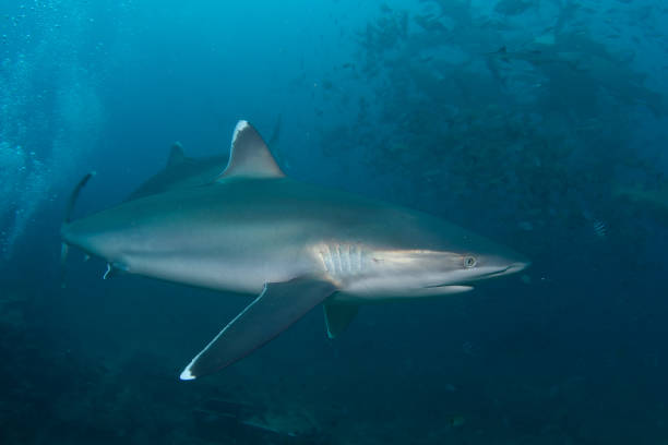 istock Silvertip Shark, Beqa Lagoon, Fiji 1066338012