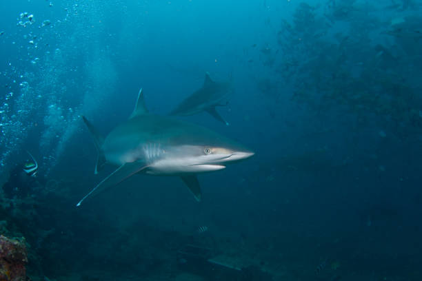 istock Silvertip Shark, Beqa Lagoon, Fiji 1066339056