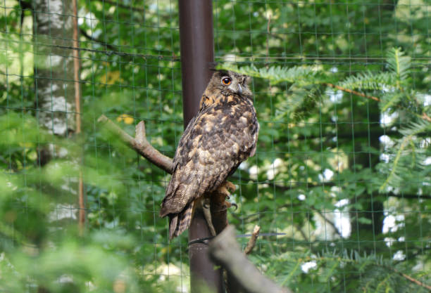 istock A beautiful eurasian eagle-owl sitting on branch and looking on camera and waiting for lunch or some prey. Sunny day and owl relaxing on the branch 1066339102