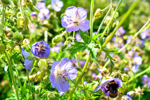 istock Beautiful flower of Meadow geranium. Geranium pratense 1066339146