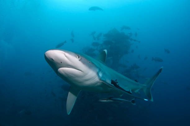 istock Silvertip Shark, Beqa Lagoon, Fiji 1066339342