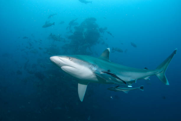 istock Silvertip Shark, Beqa Lagoon, Fiji 1066339454