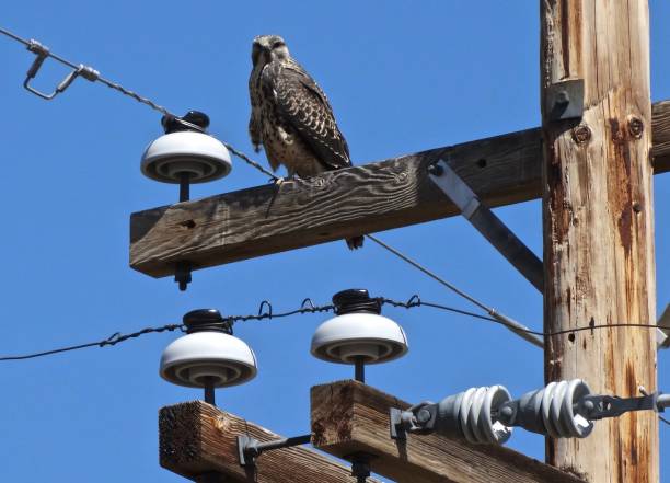 northern california x-hawk - rough legged hawk bird of prey hawk animals in the wild imagens e fotografias de stock