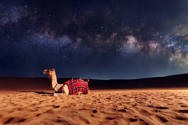 Photo of Camel animal is sitting on the sand dune in a desert. Milky Way galaxy and stars in the sky