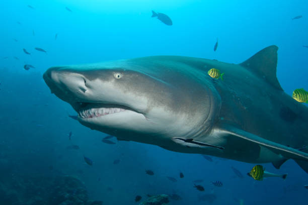 istock Sicklefin Lemon Shark, Beqa Lagoon, Fiji 1066349134