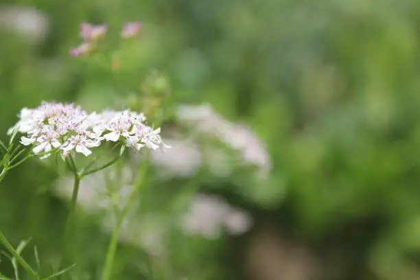 cow parsley in bokeh green background white field flower in bokeh peace in the country