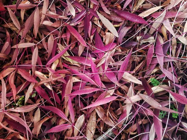 istock Autumnal leaves 1066350808