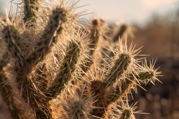 Cacti Cholla cactus in California. borrego springs photos stock pictures, royalty-free photos & images