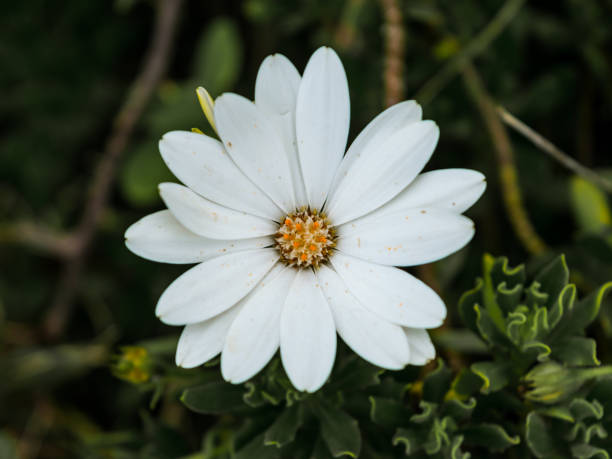 istock White flower on green natural background 1066353600