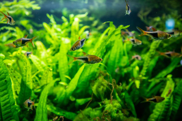 istock freshwater tropical neon fish in aquarium 1066358440