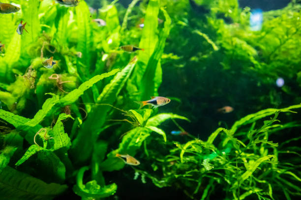 istock freshwater tropical neon fish in aquarium 1066358452