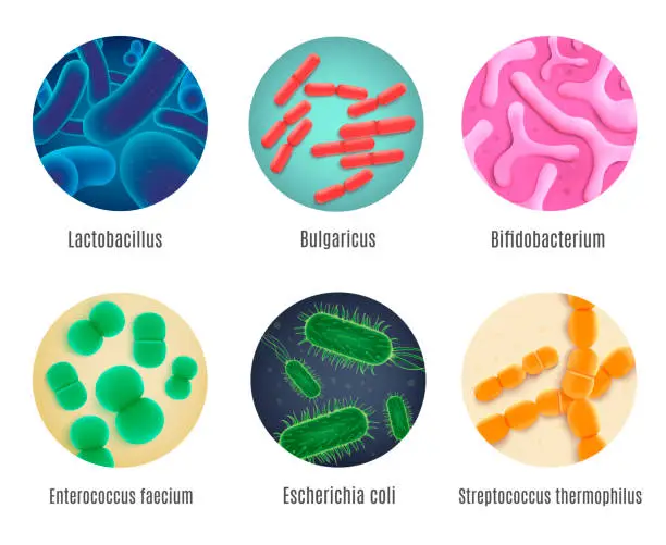 Vector illustration of Symbiotic Human Bacteria Realistic Vector Set