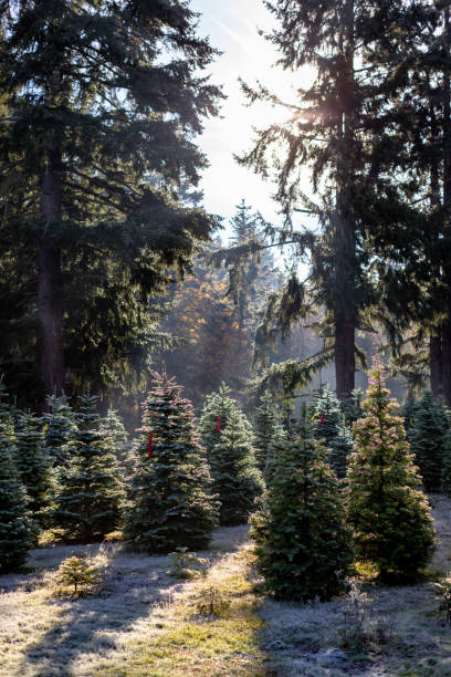 istock Christmas Tree Farm in Early Cold Fall Morning Vertical 1066359088