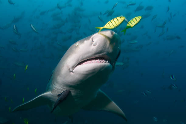 istock Sicklefin Lemon Shark, Beqa Lagoon, Fiji 1066359102
