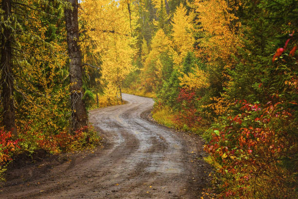 istock A dirt road in a forest in fall 1066363304