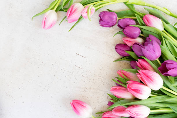 розовые свежие тюльпаны - tulip blue close up cut flowers стоковые фото и изображения
