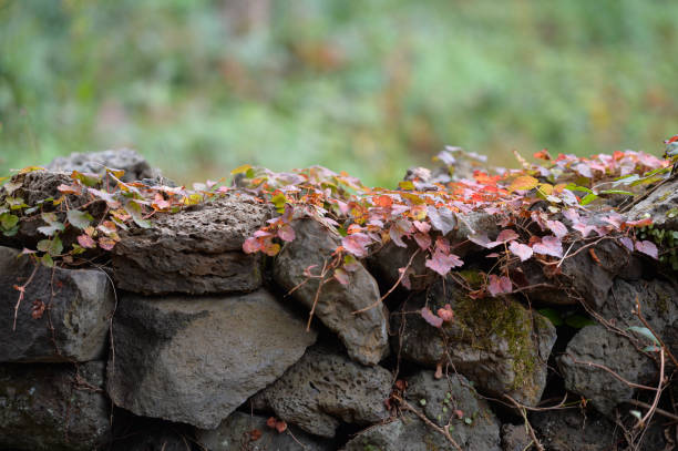Boston Ivy, Virginia creeper on Black stone fence, Jeju Island Korea