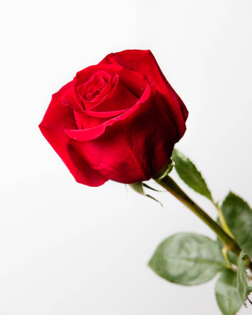 istock A rose is a rose is a rose 1066372390