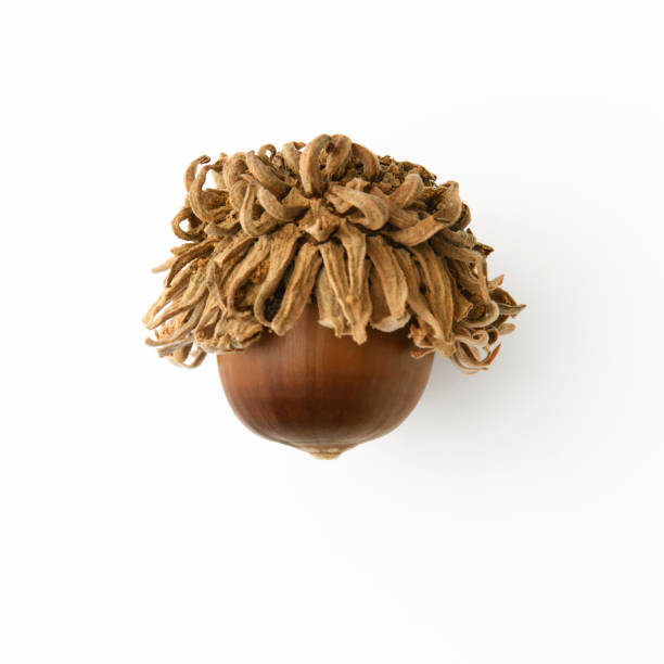 Extreme close-up of Acorn, isolated on white with clipping path.