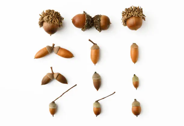 Overhead shot of Acorns collection, isolated on white with clipping path.