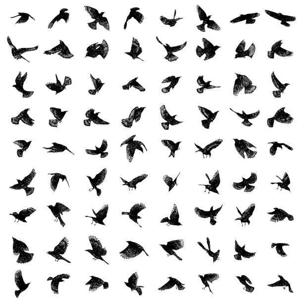 90 Black Bird Vector Illustrations & Clip Art - iStock
