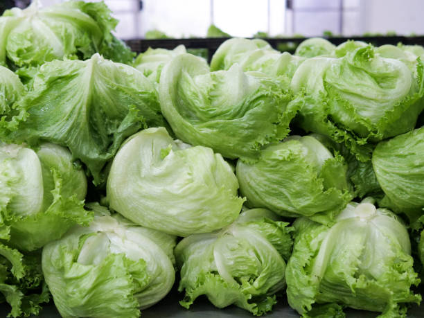 the head lettuce. - iceberg lettuce imagens e fotografias de stock