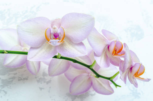 istock Pink Orchid flower head bouquet  isolated on white background 1066376602