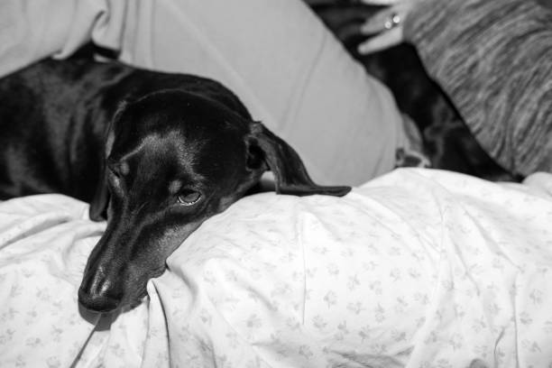 istock Dachshunds in Black and White 1066377914