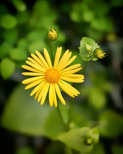 Closeup of bright golden yellow marguerite in front of blurred green background.