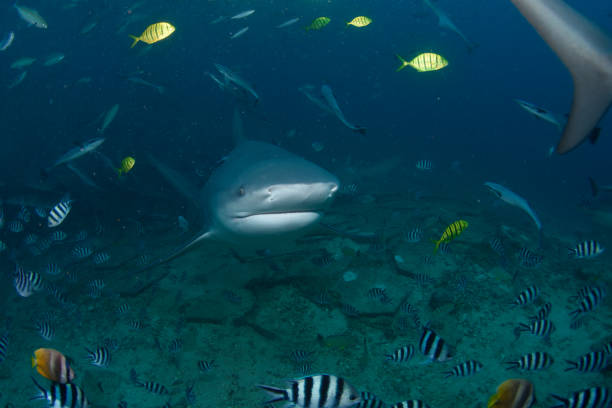 Bull Shark, Beqa Lagoon, Fiji stock photo