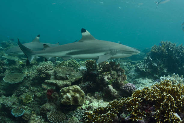 istock Blacktip Reef Shark, Beqa Lagoon, Fiji 1066386990