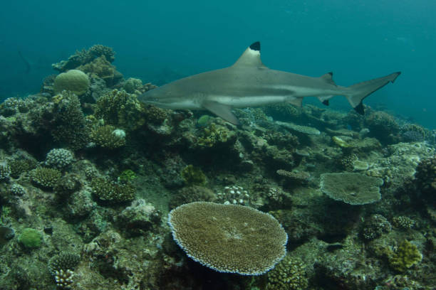 istock Blacktip Reef Shark, Beqa Lagoon, Fiji 1066387132