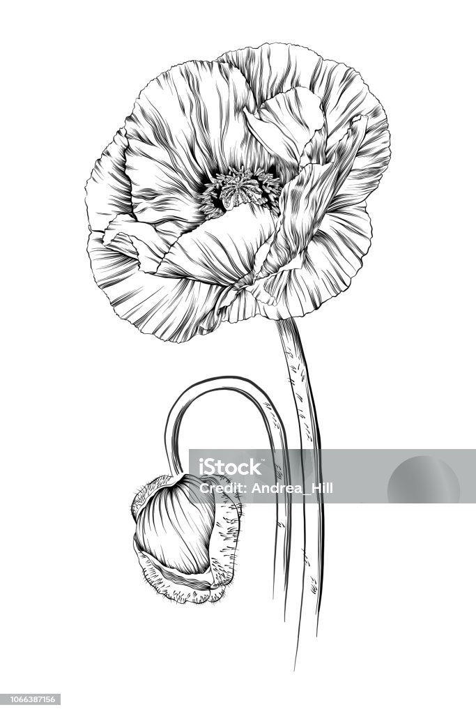 Poppy Ink Vector Drawing Poppy - Plant stock vector