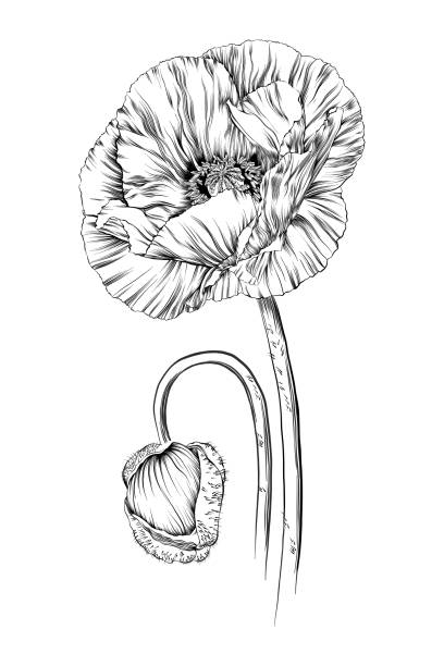 Poppy Ink Vector Drawing Poppy Ink Vector Drawing opium poppy stock illustrations