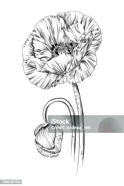 Poppy Ink Vector Drawing Stock Illustration - Download Image Now - Poppy - Plant, Opium Poppy, Illustration