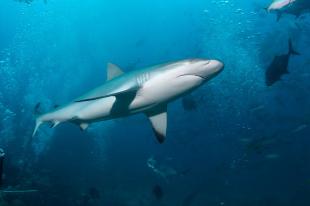 istock Grey Reef Shark, Beqa Lagoon, Fiji 1066391332