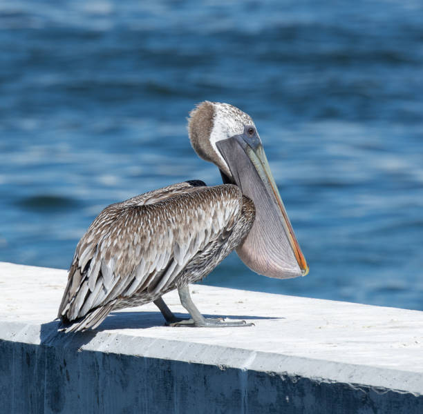 istock Pelican with Full Pouch is Overlooking Water 1066395600
