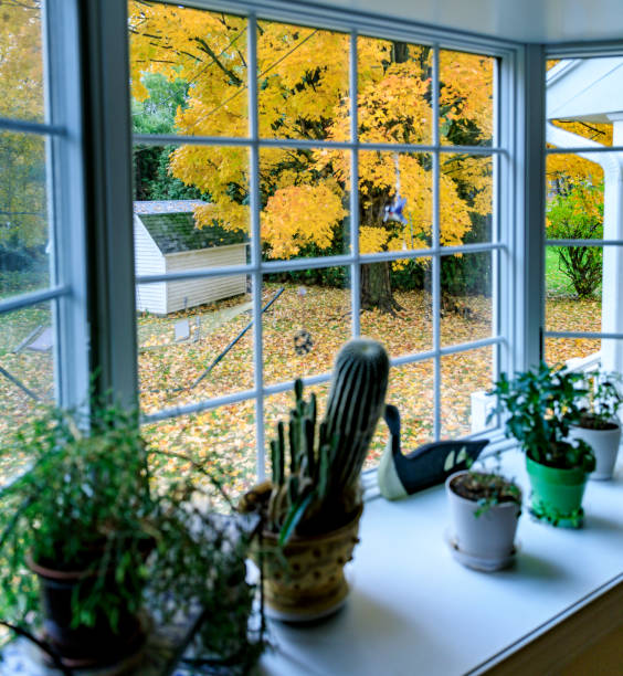 istock Autumn Yellow Rainy Day Back Yard Sugar Maple Leaves 1066400070