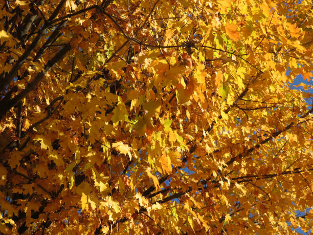 istock Bright Yellow Autumn Leaves 1066400244