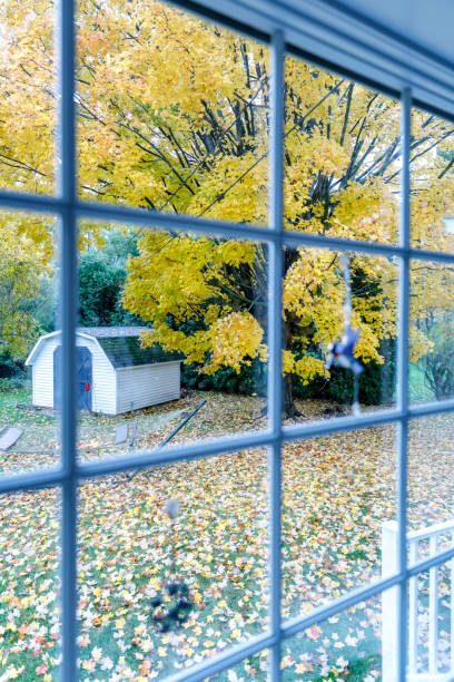 istock Windy Rainy Autumn Morning Sugar Maple Tree Leaves 1066400290