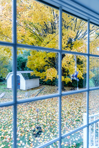 Looking through a residential home bay window grid at windy yellow and orange autumn sugar maple tree leaves falling on and around the back yard hammock and garden shed. Out of focus raindrops are slightly visible on the foreground window glass, and two defocused knick knack hummingbirds are hanging on the window with suction cups. Rainy November morning near Rochester, NY in western New York State.