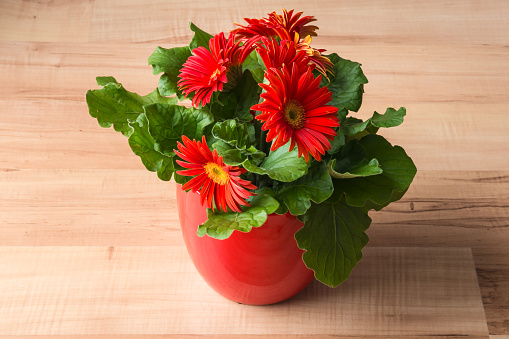 red gerbera daisy plant with flowers in bloom on wooden laminate flooring
