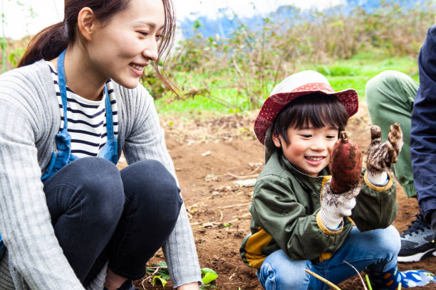 children are digging vegetables with parents - young potatoes imagens e fotografias de stock